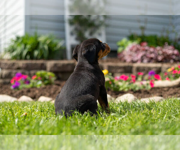 Medium Photo #5 Rottweiler Puppy For Sale in NAPPANEE, IN, USA