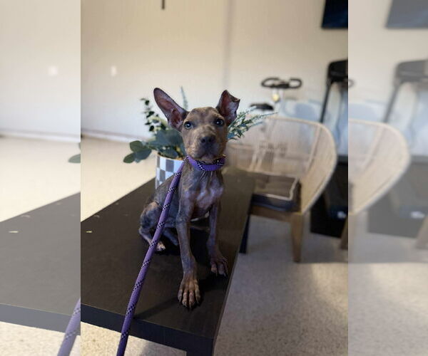 Medium Photo #7 Mutt Puppy For Sale in Woodbury, NY, USA