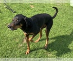 Small Photo #3 Labrador Retriever-Treeing Walker Coonhound Mix Puppy For Sale in SAVANNAH, GA, USA