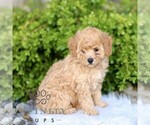 Small #2 Cavapoo