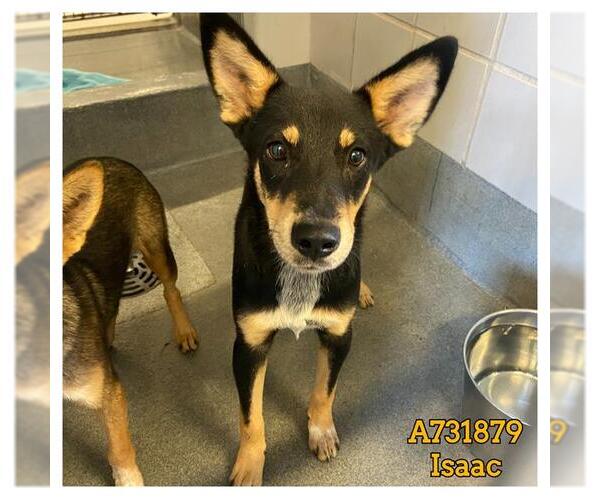 Medium Photo #1 Mutt Puppy For Sale in San Antonio, TX, USA