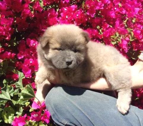 View Ad: Chow Chow Puppy for Sale near In Poland