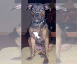 Small #8 English Bullweiler