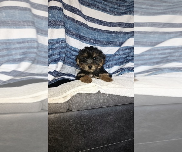 Medium Photo #5 Yorkshire Terrier Puppy For Sale in BENSON, NC, USA
