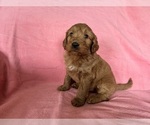 Small #3 Goldendoodle