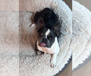French Bulldog Dogs for adoption in St. Louis Park, MN, USA