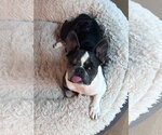 Cardi - Female French Bulldog Dog for Adoption - Small photo
