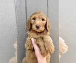 Puppy Linus Goldendoodle mix (+ Poodle Standard)