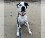 Small Photo #11 Pointer-Unknown Mix Puppy For Sale in Boston, MA, USA