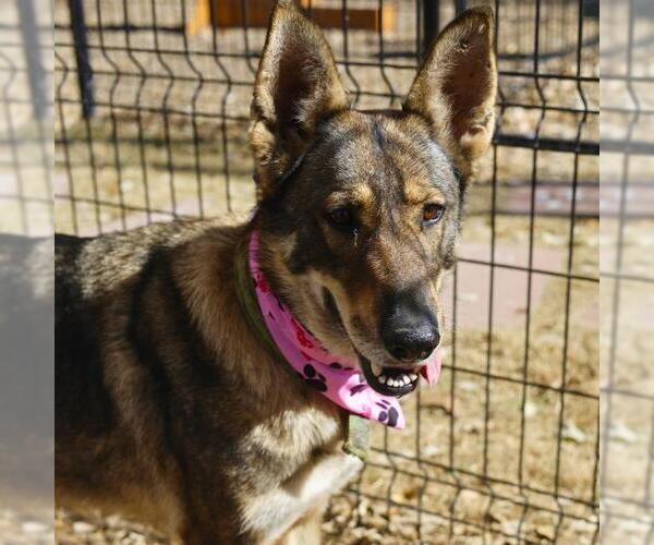 Medium Photo #1 German Shepherd Dog-Unknown Mix Puppy For Sale in San Antonio, TX, USA