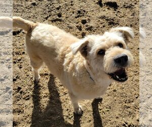 Otterhound-Unknown Mix Dogs for adoption in Chico, CA, USA