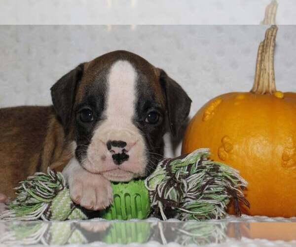 Medium Photo #1 Boxer Puppy For Sale in SHIPSHEWANA, IN, USA
