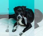 Small #1 American Pit Bull Terrier-Labrador Retriever Mix