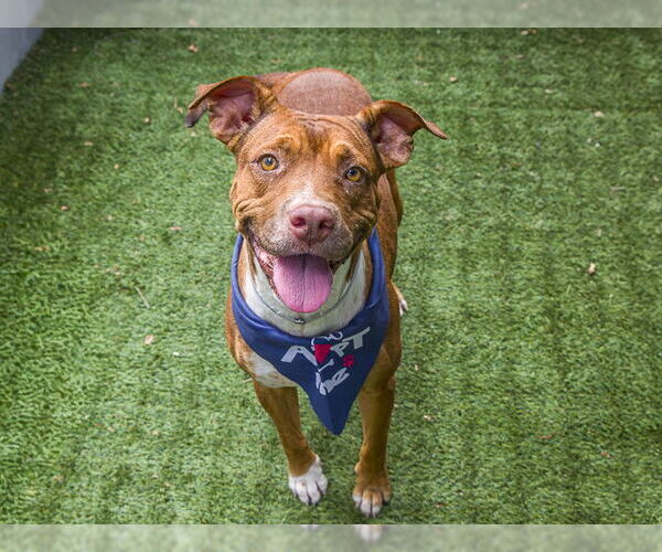 Medium Photo #2 American Pit Bull Terrier Puppy For Sale in Pasadena, CA, USA