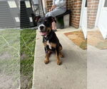 Small #1 American Pit Bull Terrier Mix