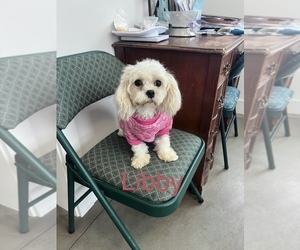 Mother of the Maltipoo (Toy) puppies born on 12/07/2025