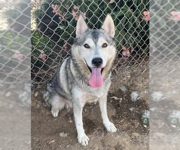 Medium Photo #2 Siberian Husky Puppy For Sale in Sacramento, CA, USA