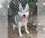 Small #1 Siberian Husky