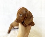 Small #4 Dachshund
