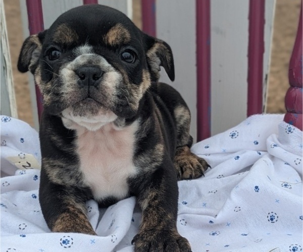 Medium Photo #1 English Bulldog Puppy For Sale in GOSHEN, IN, USA