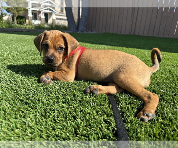 Medium Photo #7 Pug-Unknown Mix Puppy For Sale in San Diego, CA, USA