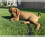Small #6 Pug Mix