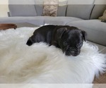 Small Photo #4 French Bulldog Puppy For Sale in RCH CUCAMONGA, CA, USA