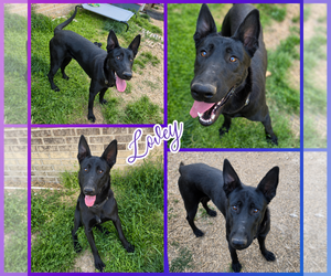 Mutt Dogs for adoption in Blacksburg, SC, USA