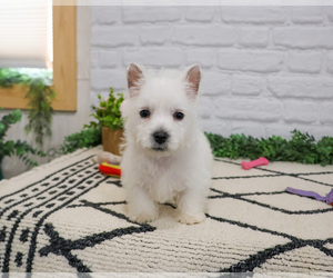 West Highland White Terrier Puppy for sale in SYRACUSE, IN, USA