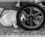Small Photo #102 Great Pyrenees Puppy For Sale in FALCON, CO, USA