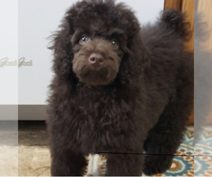 Father of the Schnoodle (Miniature) puppies born on 06/27/2026
