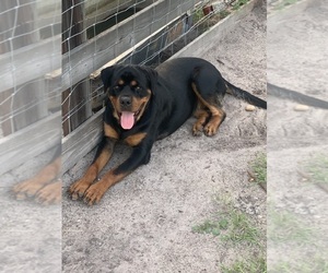 Father of the Rottweiler puppies born on 10/13/2023