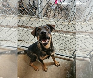 Miley - Female Mutt Dog for Adoption - Photo #2