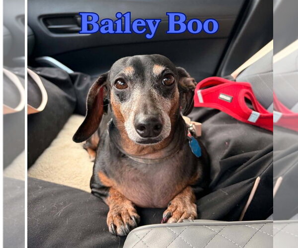 Medium Photo #9 Dachshund Puppy For Sale in San Antonio, TX, USA
