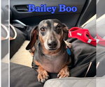 Small Photo #9 Dachshund Puppy For Sale in San Antonio, TX, USA