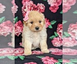 Small Photo #2 Poovanese Puppy For Sale in RISING SUN, MD, USA