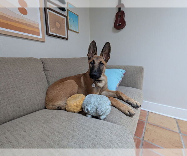 Medium Photo #9 German Shepherd Dog-Unknown Mix Puppy For Sale in West Sacramento, CA, USA