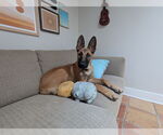 Small #8 German Shepherd Dog Mix