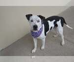 Small American Pit Bull Terrier Mix
