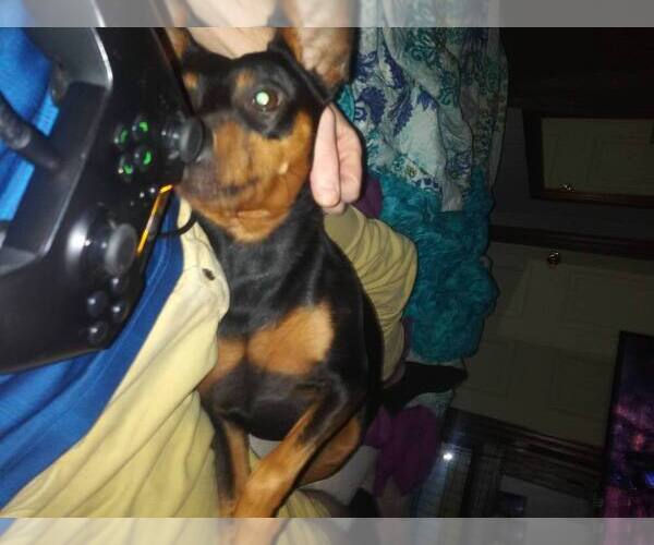 Medium Photo #1 Min Pin Dobe Puppy For Sale in SAINT PETERSBURG, FL, USA