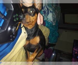 Mother of the Min Pin Dobe puppies born on 10/01/2026