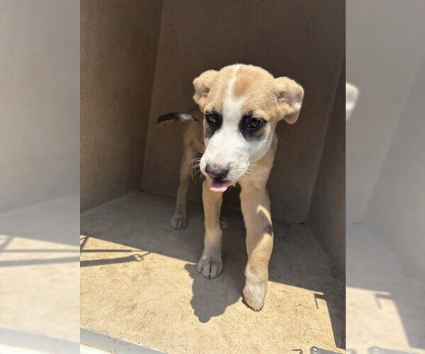 Medium Photo #1 Carolina Dog-Unknown Mix Puppy For Sale in Oklahoma City, OK, USA