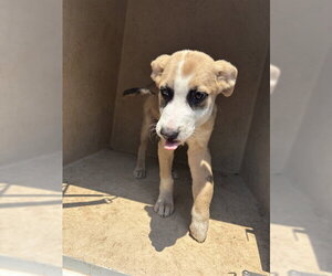 Carolina Dog-Unknown Mix Dogs for adoption in Oklahoma City, OK, USA