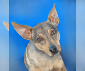 Rat Terrier-Unknown Mix Dogs for adoption in Pasadena, CA, USA