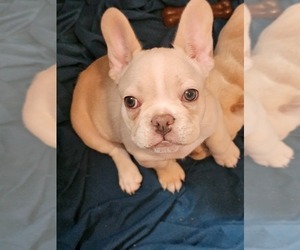 Medium French Bulldog