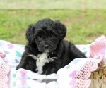 Puppy Pippin Aussiedoodle Miniature 