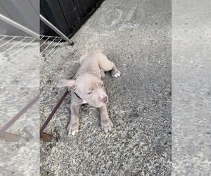 Medium American Bully