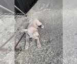 Puppy Platinum American Bully