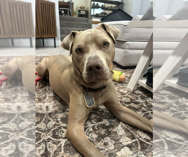 Medium Photo #8 Unknown-Weimaraner Mix Puppy For Sale in Salt Lake City, UT, USA