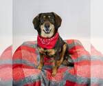Small #2 Beagle-Colonial Cocker Spaniel Mix